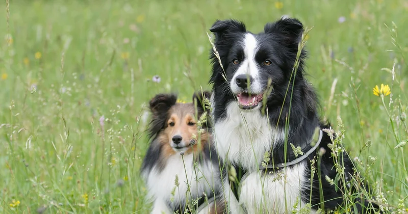 Sheltie oder Collie — der Vergleich, den kaum jemand ehrlich macht