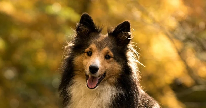 Sheltie kaufen: worauf Sie beim Züchter achten müssen