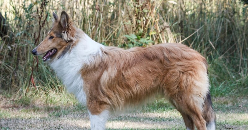 Sheltie: Der komplette Ratgeber für den Shetland Sheepdog