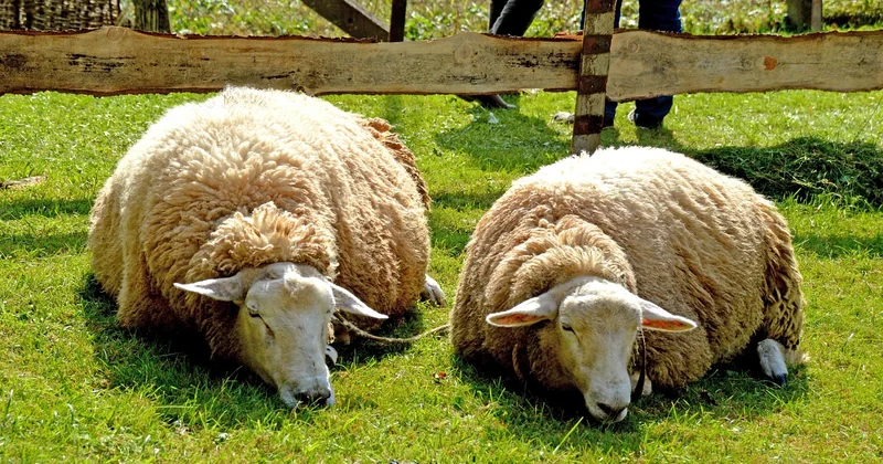 Der eigentliche Hebel: Schlaf, nicht Schmerz